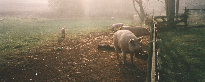 Pigs in the mist at Meadow Green Farm in Sperryville, Virginia